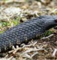 Some tiger snake populations on Australian islands have evolved to be giants, nearly twice the size of their mainland counterparts. New research in the <i>American Naturalist </i>suggests that the need to have big-mouthed babies drove the evolution of these enormous elapids.