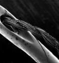 Nanopore sequencing offers a new means of decoding the human genome's 3 billion nucleotide base pairs, rapidly and at low cost Nanopore sequencing offers a new means of decoding the human genome's 3 billion nucleotide base pairs, rapidly and at low cost