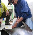 Fisheries oceanographer Molly Lutcavage tags a juvenile bluefin tuna with a pop-up satellite antenna.