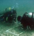 Scientists take samples of seagrass beds at NSF's Florida Coastal Everglades LTER site.
