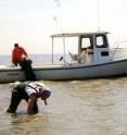 Researchers check on the health of seagrasses at NSF's Virginia Coast Reserve LTER site.