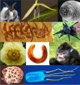 The top 10 new species list was announced May 23 by the International Institute for Species Exploration at Arizona State University. The 2012 list includes a teensy attack wasp, night-blooming orchid, underworld worm, ancient “walking cactus” creature, blue tarantula, Nepalese poppy, giant millipede, sneezing monkey, fungus named for a TV cartoon character and a beautiful but venomous jellyfish.