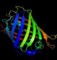 The green fluorescent proteins help measure intracellular heat.