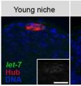 These fluorescent microscope images of testes from young (left) and old (right) fruit flies show the effect of aging on the stem cell niche (top center). The hub cells (red) that function as part of the stem cells' supporting niche express more of a microRNA known as let-7 (green) in aged flies, which changes the signaling properties of hub cells, leading to fewer stem cells surrounding the hub that are available for tissue maintenance.