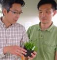 Pictured are Takato Imaizumi and Young Hun Song in the Takato plant lab at the University of Washington.