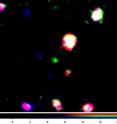 This is a false color image of the galaxy LAEJ095950.99+021219.1 . In this image, blue corresponds to optical light (wavelength near 500 nm), red to near-infrared light (wavelength near 920 nm), and green to the narrow range of wavelengths admitted by the narrow bandpass filter (around 968 nm). LAEJ095950.99+021219.1 appears as the green source near the center of the image cutout. The image shows about 1/6000 of the area that was surveyed.