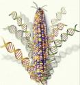 Analysis of corn genome could speed up efforts to produce varieties better equipped to resist pests and disease.