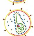The role and shape of the protein shell (blue/orange) changes from the immature (top) to the mature form of the virus (bottom).