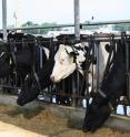 Wastewater from large dairies is a major source of estrogenic compounds in the environment.