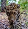 A jaguar cub inspects Panthera's camera trap in a Colombian oil plantation while its sibling looks on.