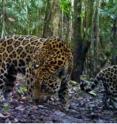 This photo shows a jaguar mother with her two cubs in a Colombian oil palm plantation.