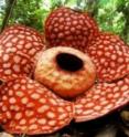 <i>BMC Genomics</i> reveals that the Malaysian parasitic plant <i>Rafflesia cantleyi</i> has "stolen" genes from its host <i>Tetrastigma rafflesiae</i>.