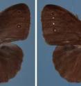 With only limited exposure, female butterflies can learn to prefer males with four spots on their wings, even though males of their species generally sport two spots.