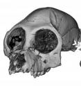 This is a three-dimensional reconstruction of the cranium and semicircular canals from the fossil anthropoid primate <i>Aegyptopithecus zeuxis</i>. The specimen is courtesy of the Egyptian Geological Museum and Division of Fossil Primates, Duke Lemur Center.