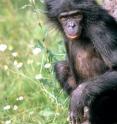 This is Ulindi, the female bonobo from which the genome was sequenced, in the Leipzig zoo.
