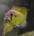 Stanford researchers say the sounds the dominant male cichlid makes may help explain how similar-looking cichlid species avoid interbreeding.
