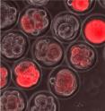 The Salk researchers found that embryonic stem cells cycle in and out of a state from which they can develop into any kind of tissue. Here, red fluorescent "reporter" molecules indicate that these early embryonic cells are exhibiting genetic activity indicative of this flexible state.