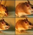 A spiny mouse from Israel's Negev Desert starts eating berries from the shrub <i>Ochradenus baccatus</i> (upper left). It soon spits seeds into its paws (upper right) and onto the ground (lower right and lower left). If the seeds were chewed at the same time as the fruit pulp, toxic chemicals would be released. So the plant has effectively turned the mouse from a seed-eater into a seed-spreader to help the plant reproduce, according to a new study from the Technion-Israel Institute of Technology, University of Utah and other institutions.