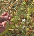 Immature berries of the Middle East desert shrub <I>Ochradenus baccatus</I>, also known as sweet mignonette or taily weed. If the seeds are chewed at the same time as the fruit pulp, the berries release a toxic "mustard oil bomb." A new study by Israeli and University of Utah scientists shows that toxic reaction prompts spiny mice to spit out the seeds when they eat the berries, effectively helping the plant reproduce.