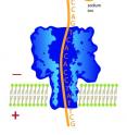 This illustration shows a strand of DNA with nucleotide bases (A,T, G and C) attached, moving downward through a molecule-wide pore known as a "nanopore." The "X" marks the location of a missing base, a form of DNA damage that, if unrepaired, can lead to gene mutations and disease. By attaching a ring-shaped chemical to the damage site and placing a sodium ion inside the ring, movement of the DNA through the nanopore is slowed to the point that chemists can detect the DNA damage site. University of Utah chemists developed this new use of nanopore technology to detect DNA damage.