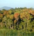NASA's Earth-observing fleet of satellites provides a worldwide and unbiased view with standardized scientific data -- information crucial for tracking the health of the world's forests. Countries like Brazil are using data from NASA satellites to track and measure their forests in advance of a United Nations effort to reduce climate change by providing "carbon credits" for protected land. This file photo shows a forest in Gabon, Africa.