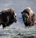 In Arctic Greenland, studies show that without caribou and muskoxen, pictured here, as top herbivores, higher temperatures can lead to decreased diversity in tundra plants and, in turn, affect many other species dependent on them.