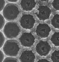 A composite image showing (left) an alumina-based honeycomb lattice with approximately one micron diameter cells, from which (right) an equivalent porous coordination polymer (PCP) architecture is derived using "reverse fossilization." A composite image showing (left) an alumina-based honeycomb lattice with approximately one micron diameter cells, from which (right) an equivalent porous coordination polymer (PCP) architecture is derived using "reverse fossilization."