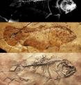 This is the skeleton of the primitive flatfish <i>Heteronectes</i> shown as an x‑ray image (top), photograph before preparation (middle), and photograph after preparation (bottom). This is the skeleton of the primitive flatfish <i>Heteronectes</i> shown as an x‑ray image (top), photograph before preparation (middle), and photograph after preparation (bottom).