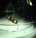 This is a male <i>Photinus</i> firefly that failed to successfully transfer a spermatophore -- or nuptial gift -- during mating. The spermatophore is trailing from male reproductive tract. While a female's initial assessment of potential mates is based on males' luminescent flashes, research by Tufts University biologists reveals that once a pair makes contact, flashes no longer matter. Instead, it's those males that have larger nuptial gifts to give that win out with higher reproductive success.