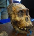 A high-tech dental analysis of a 2-million-year-old hominid from South Africa involving CU-Boulder researchers indicates it had a unique diet that included trees, bushes and fruits.