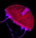This image shows muscles (red) and nuclei (blue) of a young <i>Clytia hemisphaerica</i> medusa in a lateral view. The medusa swims by contracting the striated muscles that run circumferentially inside the medusal bell. This image shows muscles (red) and nuclei (blue) of a young <i>Clytia hemisphaerica</i> medusa in a lateral view. The medusa swims by contracting the striated muscles that run circumferentially inside the medusal bell.