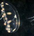 This is a swimming medusa of the hydrozoan jellyfish <i>Clytia hemisphaerica</i>. The contraction of circumferentially oriented striated muscles lead to the typical jet propulsion during jellyfish swimming. This is a swimming medusa of the hydrozoan jellyfish <i>Clytia hemisphaerica</i>. The contraction of circumferentially oriented striated muscles lead to the typical jet propulsion during jellyfish swimming.