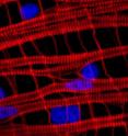 This is a close-up onto the striated (red, horizontal) and smooth (red, vertical) muscle cells of the hydrozoan jellyfish <i>Clytia hemisphaerica</i>. Cell nuclei are colored in blue. This is a close-up onto the striated (red, horizontal) and smooth (red, vertical) muscle cells of the hydrozoan jellyfish <i>Clytia hemisphaerica</i>. Cell nuclei are colored in blue.