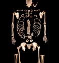 This is a reconstruction of individual Braña&#8209;1, whose skeleton was
almost complete and in good condition.