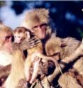 The rhesus macaque has three times as much genetic variation than humans.