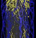 This image shows the roots of a barley plant in a cylindrical pot imaged by MRI 44 days after sowing. Blue roots are in the outer 50 percent of the pot volume, yellow roots are in the inner 50 percent of the pot volume, the stem of the barley plant is in red.