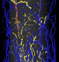This image shows the roots of a sugar beet growing in a cylindrical pot, imaged by MRI 44 days after sowing. Roots in blue grew in the outer 50 percent volume of the pot, roots in yellow grew in the inner 50 percent pot volume, and the storage organ of the sugar beet is in red.