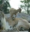 The Wildlife Conservation Society announced today that the markhor -- a majestic wild goat species -- is making a remarkable comeback in Pakistan due to conservation efforts.