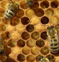 Young bees take care of bee babies called larvae. A bee larvae looks somewhat like a croissant, and each baby has her own hexagonal compartment inside the nest of the colony. The young bees patrol the nest and inspect each compartment to clean and feed the larvae.