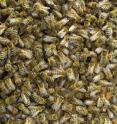 Honey bees are highly social creatures. Each colony is home to 10,000-50,000 bees, most of them females.