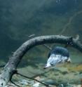 The researchers nicknamed the American water shrews they study the "silver bullet."