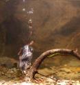 The researchers nicknamed the American water shrews they study the "silver bullet."