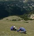 Isabel Ashton, left, a former a postdoctoral researcher at the University of California Irvine (left), and former CU-Boulder undergraduate and John Murgel analyze vegetation changes caused by atmospheric nitrogen pollution in Rocky Mountain National Park's high alpine meadows as part of a study led by CU-Boulder.