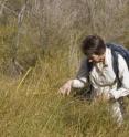 This shows Beverly Clarkson assessing the ecological condition of an <i>Empodisma robustum</i> wetland.