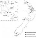 This is a map showing the generalized distribution of Empodisma in Australia and New Zealand and the collection localities of the DNA samples included in our study. The approximate position of the kauri line in New Zealand is shown with a dashed line.