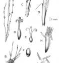 Morphological characteristics of <i>Empodisma robustum</i>. A) Vegetative shoot with attached leaves and flowers (actual size) B) Rhizomes with emerging vegetative shoots (2.5× actual size) C) Vegetative shoot with attached pistillate flower D) Pistillate flower with attached bracts E) Gynoecium F) Mature nut G) Vegetative shoot with attached staminate spikelet H) Staminate flower with attached bracts I) Staminate flower. Scale bar = 1 mm.