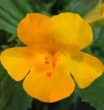 This is a close-up of the new species of monkeyflower, <i>Mimulus peregrinus</i>.