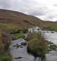 This shows the habitat of the new species in southern Scotland.