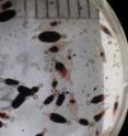 These are juvenile gnathiids that have recently fed on fresh blood. Only juvenile gnathiids are parasitic.