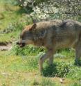 This is an Iberian wolf.